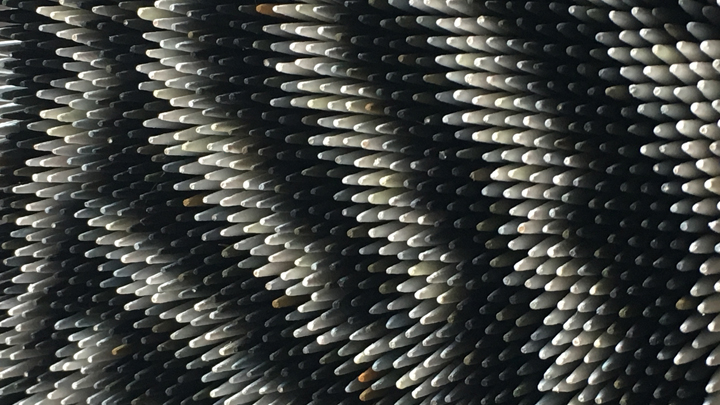 cure dants detail zebre